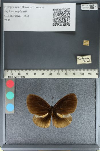 Media type: image;   Entomology 160763